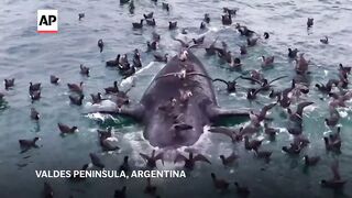 Baby whales are washing up dead in unusually high numbers in Argentina