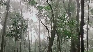 Survival 17