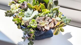Succulent terrarium arrangement in concrete blue seashell pot 2