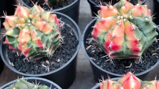 Cactus 2
