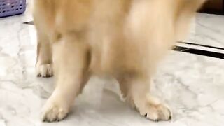 Dog lovers 4