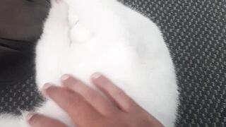 Cat is booring