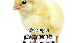 pitik