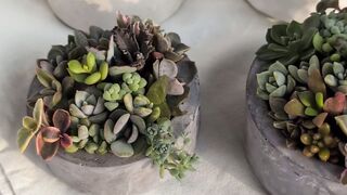 Succulent terrarium arrangements in concrete pottery
