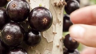 Jabutica fruits