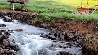 This Place is REAL? Paradise River Flowing Through Rice Fields in Bali Will Heal Your Soul