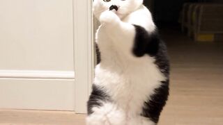 cat dance 5