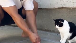 GATO MUITO FORTE