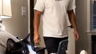 OLHA AI QUE GATO MUITO ESPETO