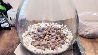 Succulent terrarium arrangement in glass bulb diy