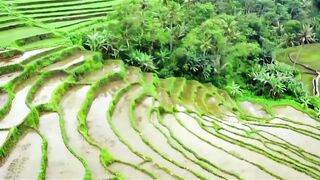 Enchanting Green Rice Terraces