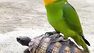 Vai rápido ! Estou com pressa ! [ Hurry up! I'm in a rush! ]