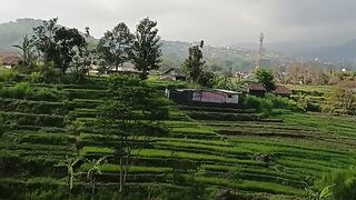 rice field scenery