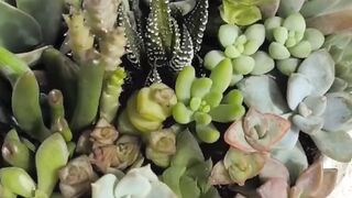 Succulent terrarium arrangement in concrete white pot
