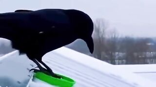 Crow with his snowboard