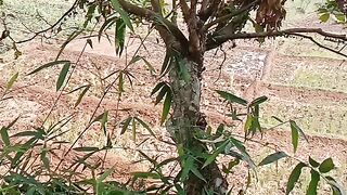Perkebunan 3