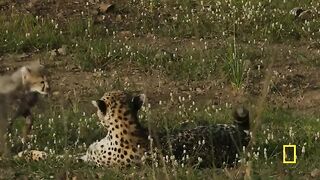 Cutest Baby Animals You Seen.mp4.2026