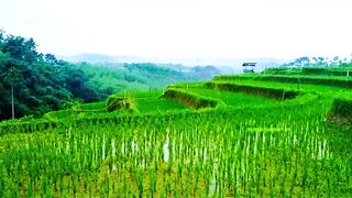 Serene Terraced Rice Fields with Rustic Wooden Hut