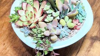 Succulent terrarium arrangement in ceramic mint bowl