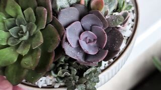 Succulent terrarium arrangement in ceramic mint bowl 2