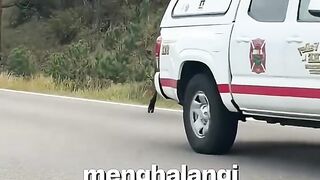 Pasangan Suami Istri Ini Menyelamatkan Rusa Yang Terjebak 🫎💞 (720p).mp4