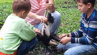 Simple Wild Bird Family Meal With Rice