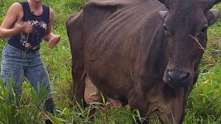 Rainy Day Cow Milking on the Homestead