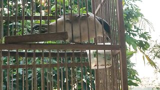Bird cendet