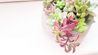 Succulent terrarium arrangement in concrete cylindrical pot