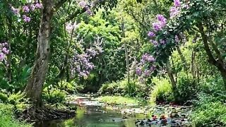 Birds in Lush Wetland Forest — Indonesia 🇮🇩🌿✨
