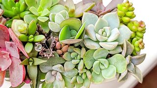 Succulent terrarium arrangement in concrete pots