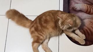 Kucing malas 2