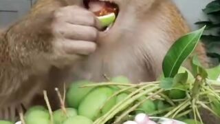 Monyet Mukbang Mangga Muda Sambal Rujak! 🥭🔥