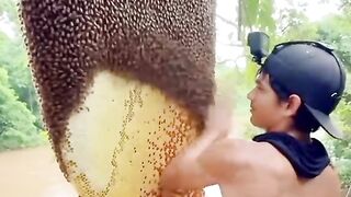 harvesting honey in the forest