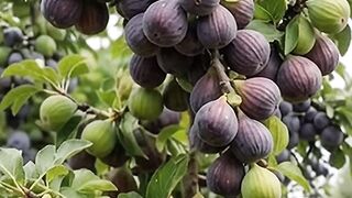 কি সুন্দর ফল মন আকষর্ণ করবে।