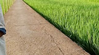 My village's rice fields
