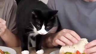 GATO MUITO  BRAVO