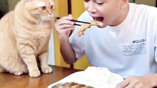 VEJÁ GATO MUITO INTELIGENTE