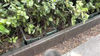 NGAKAK BANGET 😭 #fyp #prank #lol #viral #harmlessprank (720p).mp4