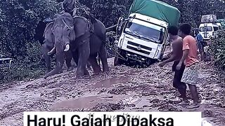 kasian banget gajahnya ☹️👀🥲#shorts #yt #gajah (720p).mp4