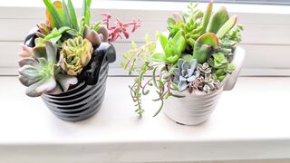 Succulent terrarium arrangement in ceramic baskets 2