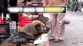 Dog 🐶 DUODUO IS A HONEST DOG (720p).mp4