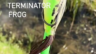 fishing bait 2