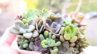 Succulent terrarium arrangement in white ceramic box