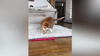 A Funny Cat Compilation
