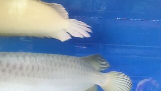 Arwana fish 2
