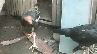 AYAM JAGO JALAK