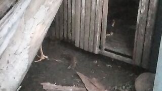AYAM SIAM JALAK