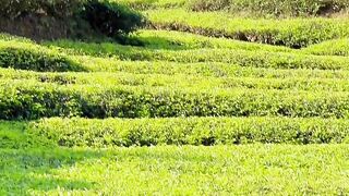 Kebun teh yg indah