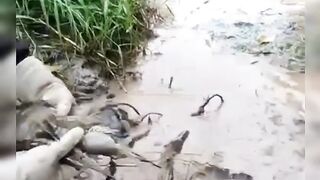 Raya panen disungai